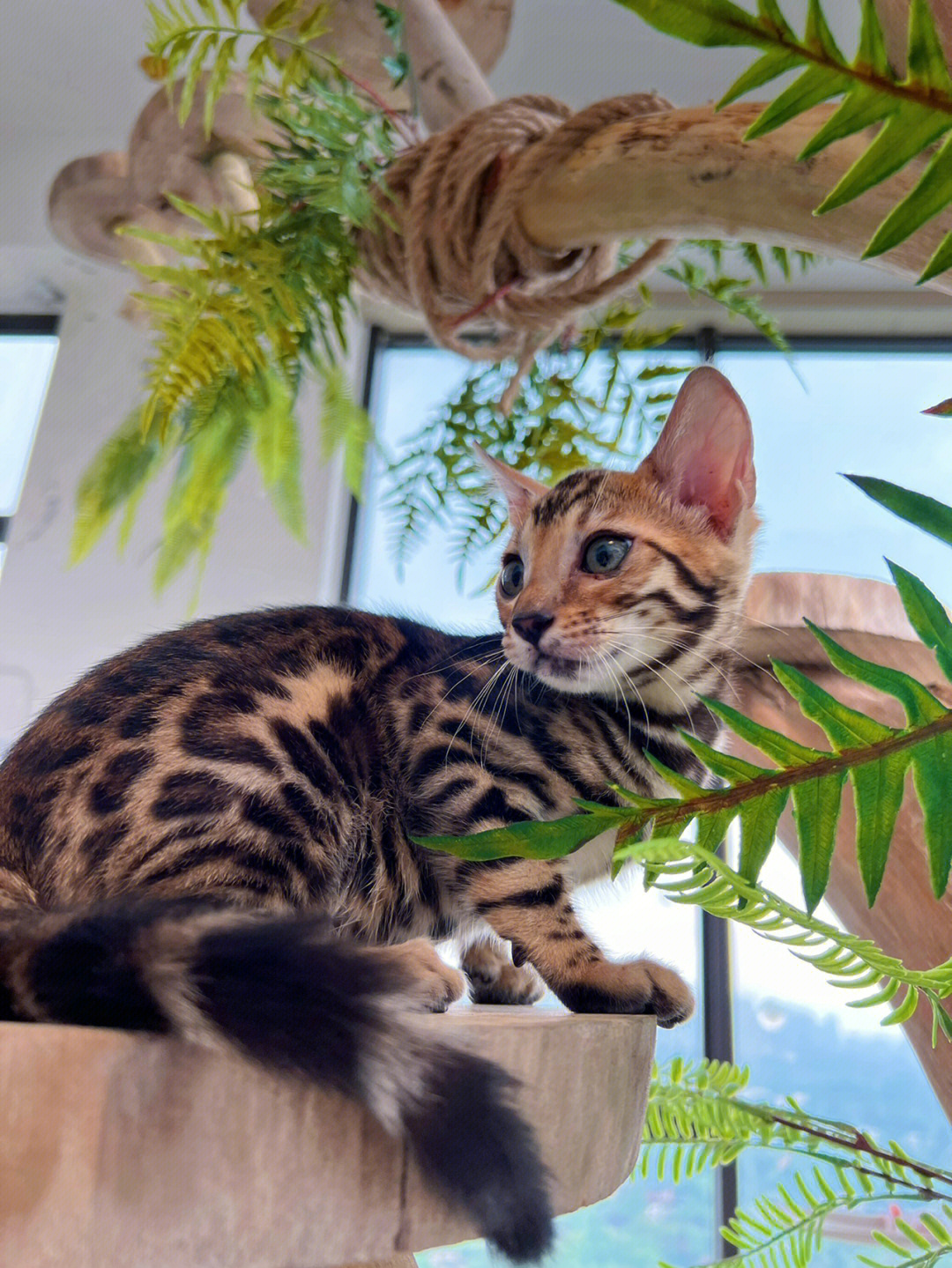 豹猫生态价值与人类责任的交织观点探讨最新动态